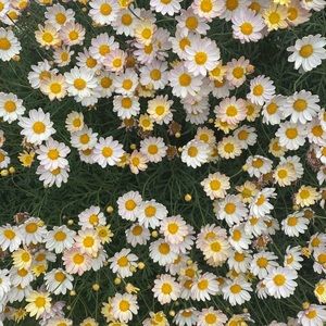 Meet your Posher, Jovanna